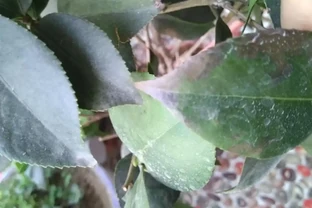 茶花葉尖焦枯，問題出在根上，注意養護能自己恢復