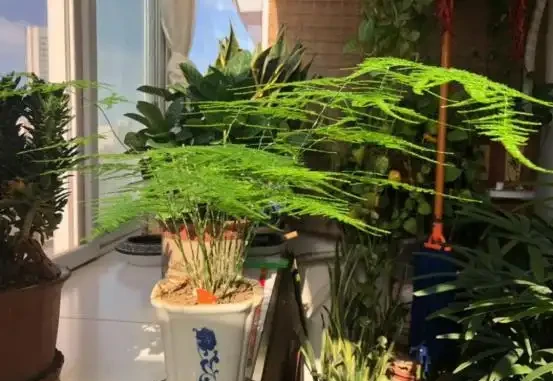 萬物皆有靈,寵物還是植物都會善待主人的!