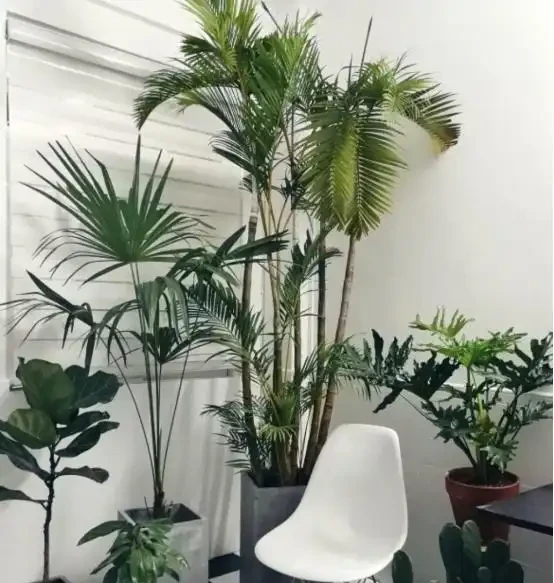 萬物皆有靈,寵物還是植物都會善待主人的!