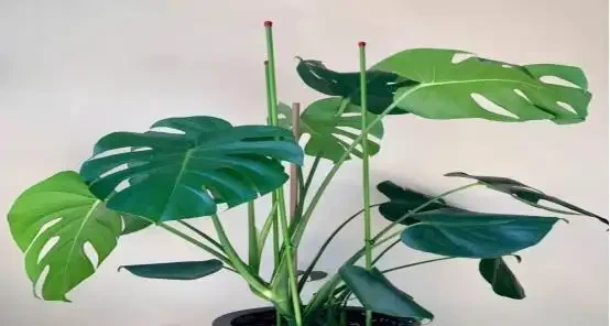 萬物皆有靈,寵物還是植物都會善待主人的!
