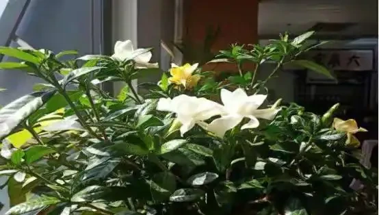 萬物皆有靈,寵物還是植物都會善待主人的!