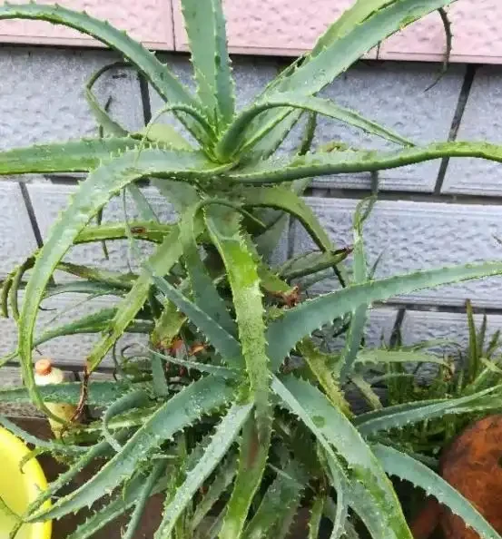 萬物皆有靈,寵物還是植物都會善待主人的!