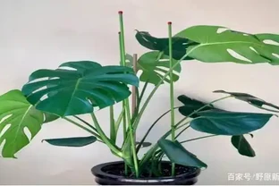 萬物皆有靈，寵物還是植物都會善待主人的！