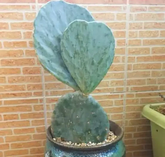 養仙人掌,小花匠用此「方法」,掌片巴掌寬,肥厚又強壯