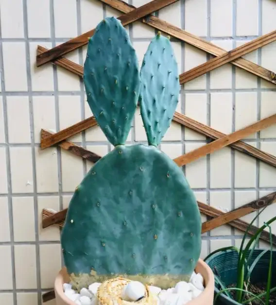 養仙人掌,小花匠用此「方法」,掌片巴掌寬,肥厚又強壯