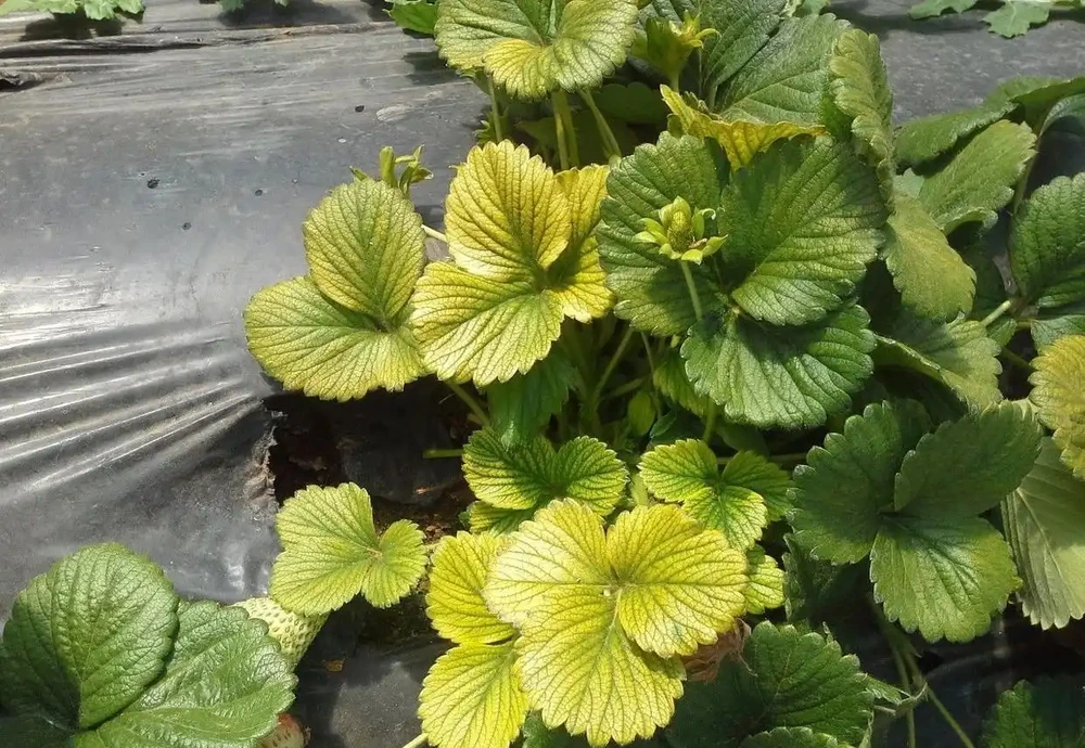 室內植物葉子發黃掉落,盆栽葉黃常見原因和解決的方法總結