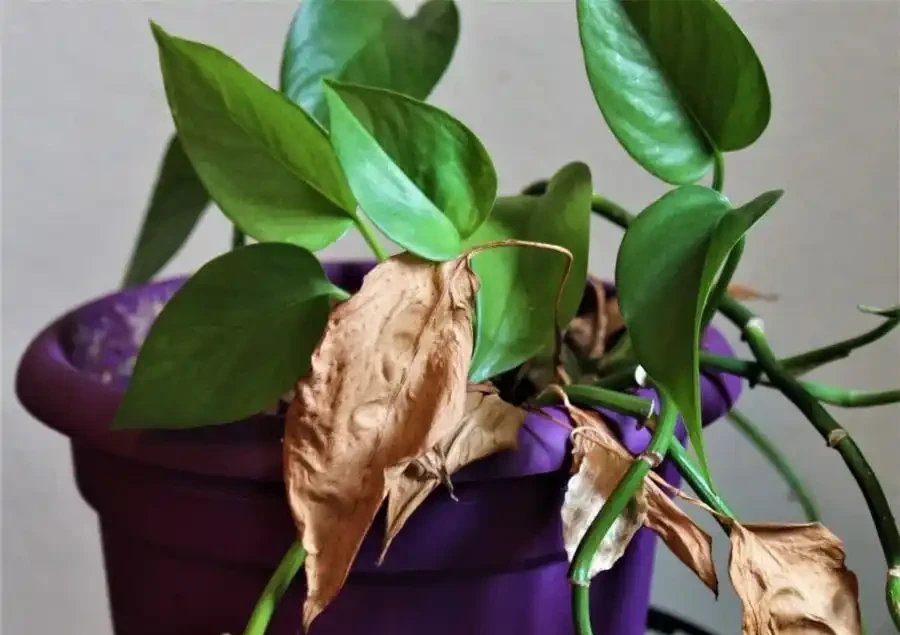 室內植物葉子發黃掉落,盆栽葉黃常見原因和解決的方法總結