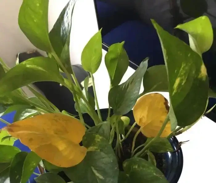 室內植物葉子發黃掉落,盆栽葉黃常見原因和解決的方法總結