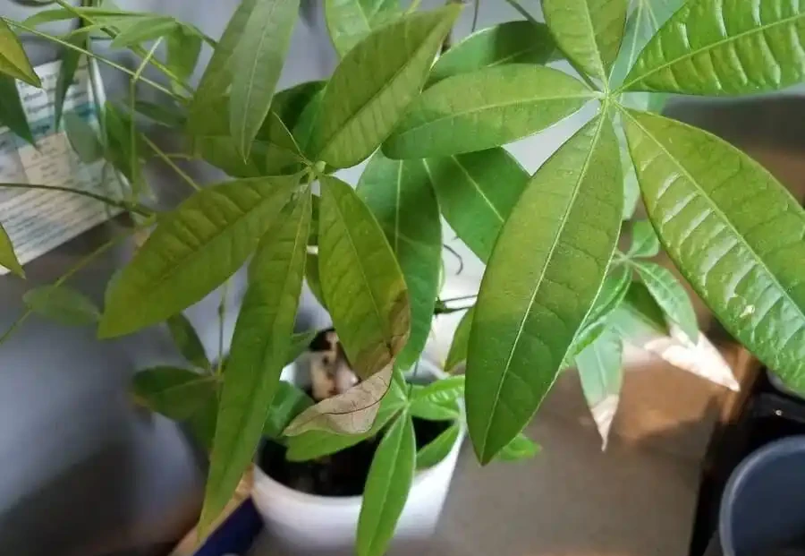 室內植物葉子發黃掉落,盆栽葉黃常見原因和解決的方法總結
