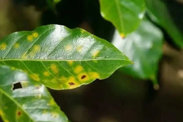 室內植物葉子發黃掉落,盆栽葉黃常見原因和解決的方法總結
