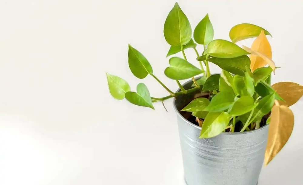 室內植物葉子發黃掉落,盆栽葉黃常見原因和解決的方法總結