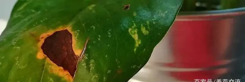 室內植物葉子發黃掉落,盆栽葉黃常見原因和解決的方法總結