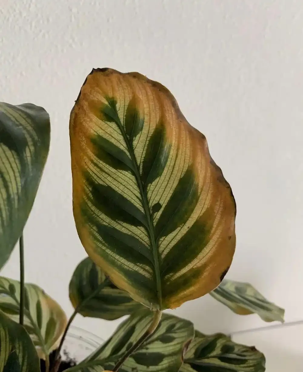 室內植物葉子發黃掉落,盆栽葉黃常見原因和解決的方法總結