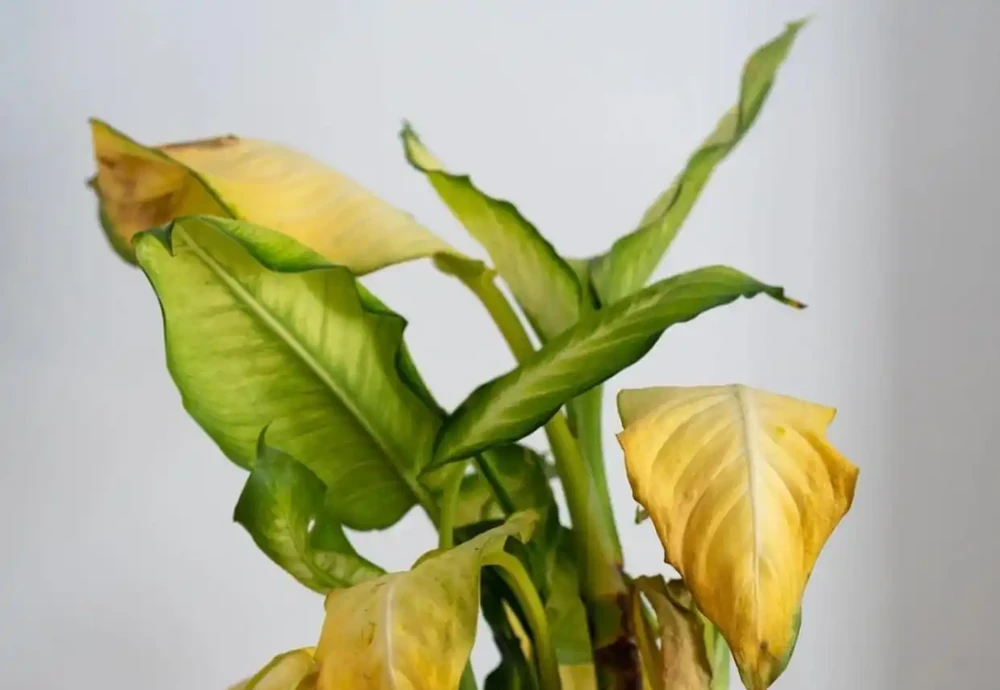 室內植物葉子發黃掉落,盆栽葉黃常見原因和解決的方法總結