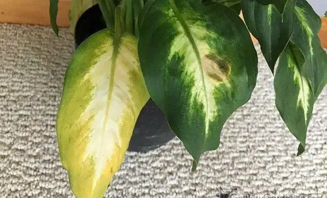 室內植物葉子發黃掉落,盆栽葉黃常見原因和解決的方法總結