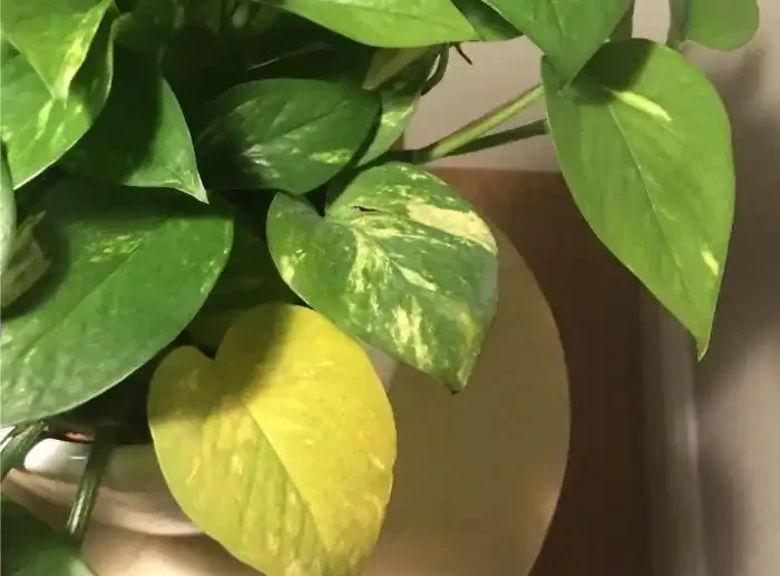 室內植物葉子發黃掉落,盆栽葉黃常見原因和解決的方法總結