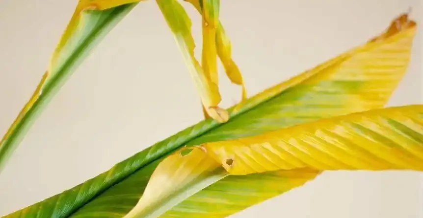 室內植物葉子發黃掉落,盆栽葉黃常見原因和解決的方法總結