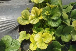 室內植物葉子發黃掉落，盆栽葉黃常見原因和解決的方法總結