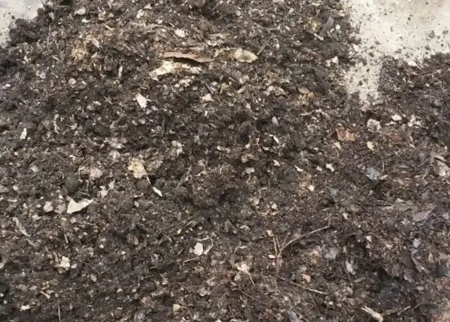 玫瑰插枝長根了,移植後卻死了。注意8個細節,移植一顆活一棵