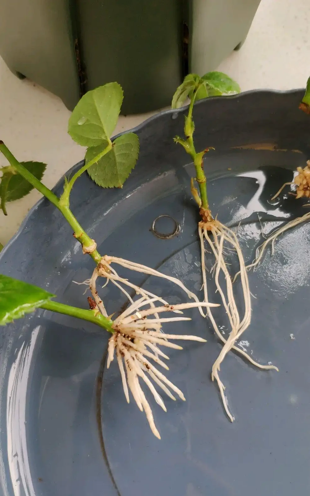 玫瑰插枝長根了,移植後卻死了。注意8個細節,移植一顆活一棵