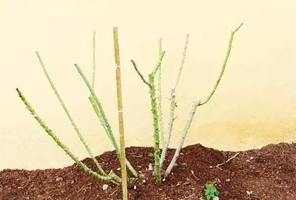 玫瑰插枝長根了，移植後卻死了。注意8個細節，移植一顆活一棵