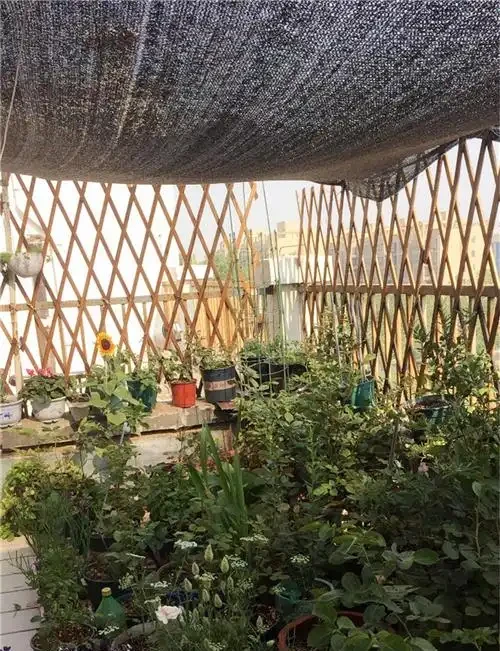 玫瑰插枝長根了,移植後卻死了。注意8個細節,移植一顆活一棵