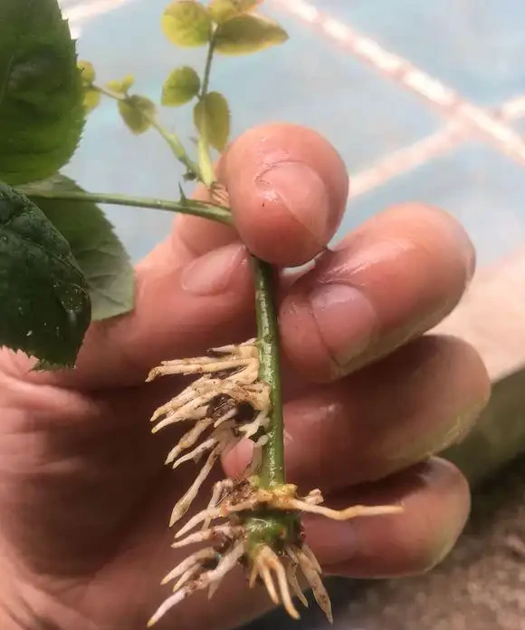 玫瑰插枝長根了,移植後卻死了。注意8個細節,移植一顆活一棵