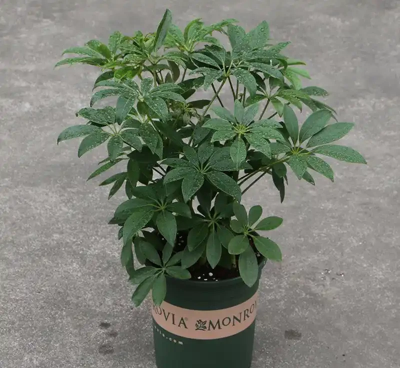 1個開花期能讓一群蜜蜂產40-80斤蜜,鴨腳木是什麼植物?