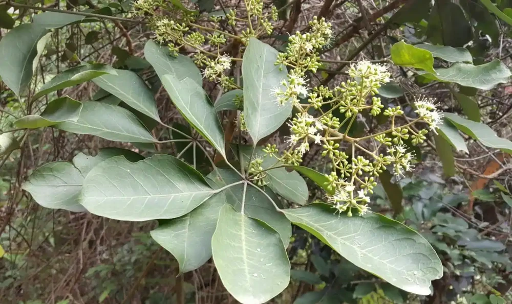 1個開花期能讓一群蜜蜂產40-80斤蜜,鴨腳木是什麼植物?