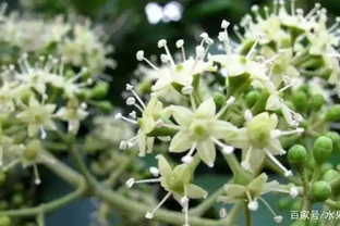 1個開花期能讓一群蜜蜂產40-80斤蜜，鴨腳木是什麼植物？