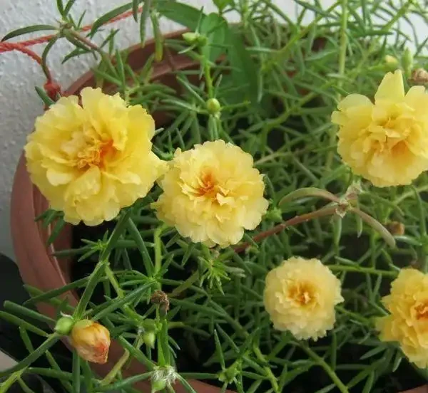 夏天特適合養幾盆松葉牡丹，開花不多別怪品種，教你幾招讓它開爆