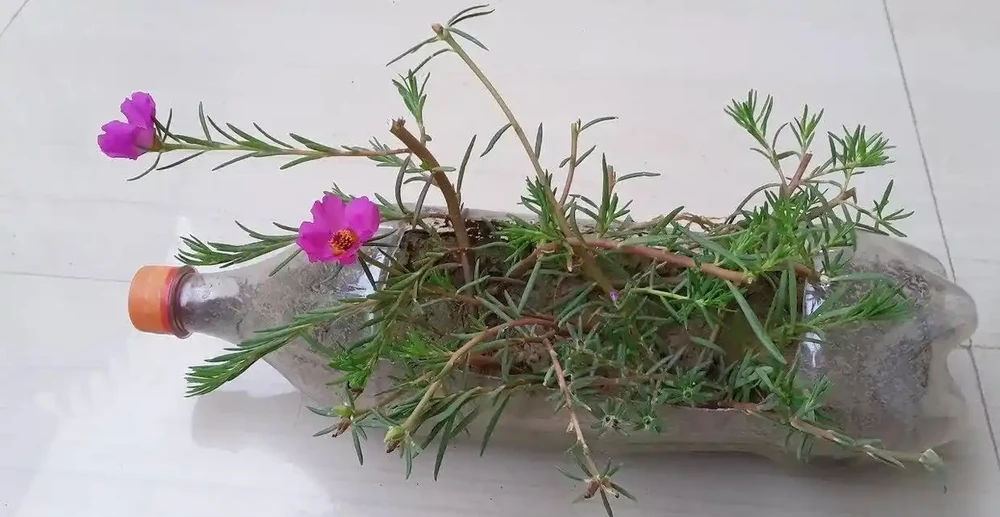 夏天特適合養幾盆松葉牡丹，開花不多別怪品種，教你幾招讓它開爆