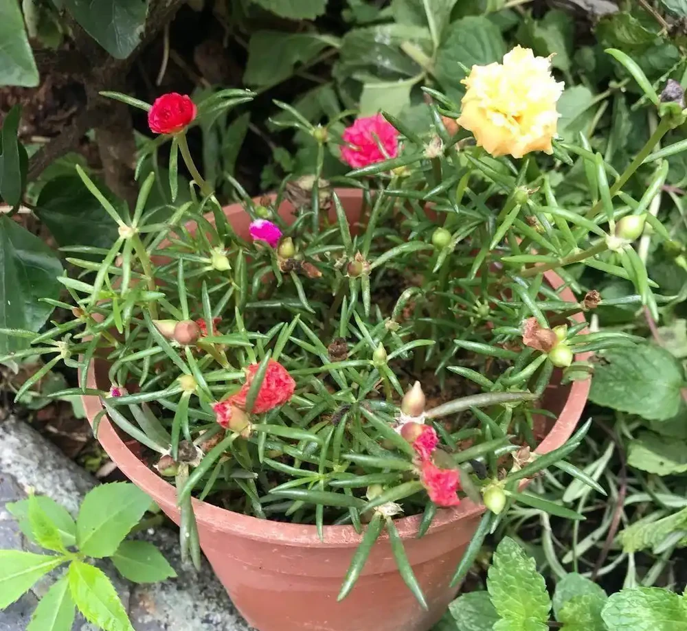夏天特適合養幾盆松葉牡丹，開花不多別怪品種，教你幾招讓它開爆