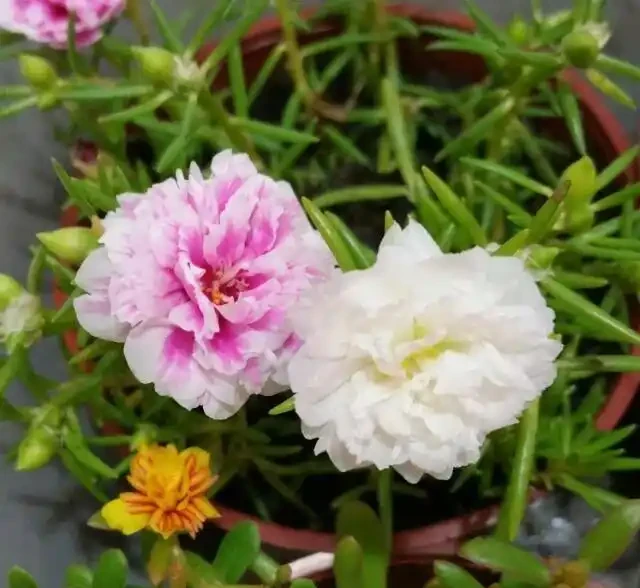 夏天特適合養幾盆松葉牡丹，開花不多別怪品種，教你幾招讓它開爆