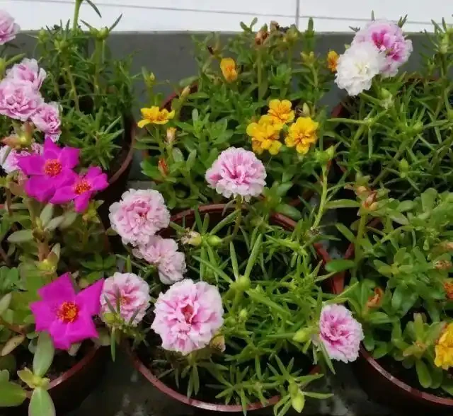 夏天特適合養幾盆松葉牡丹，開花不多別怪品種，教你幾招讓它開爆