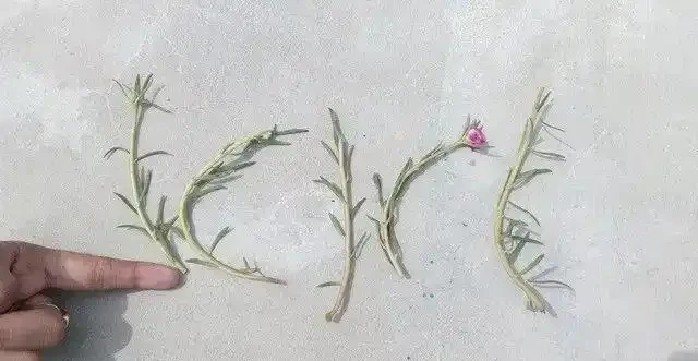 夏天特適合養幾盆松葉牡丹，開花不多別怪品種，教你幾招讓它開爆