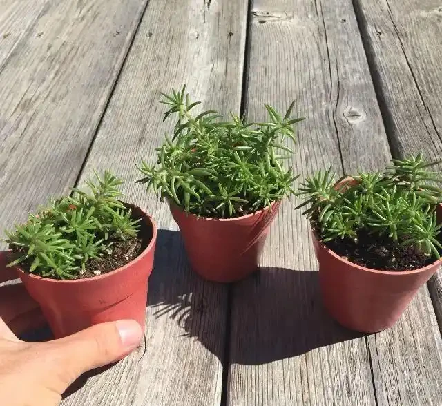 夏天特適合養幾盆松葉牡丹，開花不多別怪品種，教你幾招讓它開爆