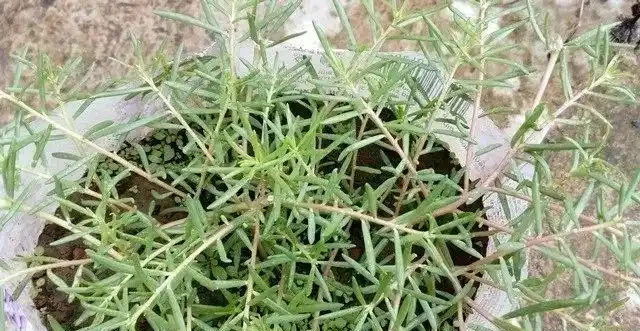 夏天特適合養幾盆松葉牡丹，開花不多別怪品種，教你幾招讓它開爆