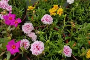夏天特適合養幾盆松葉牡丹，開花不多別怪品種，教你幾招讓它開爆