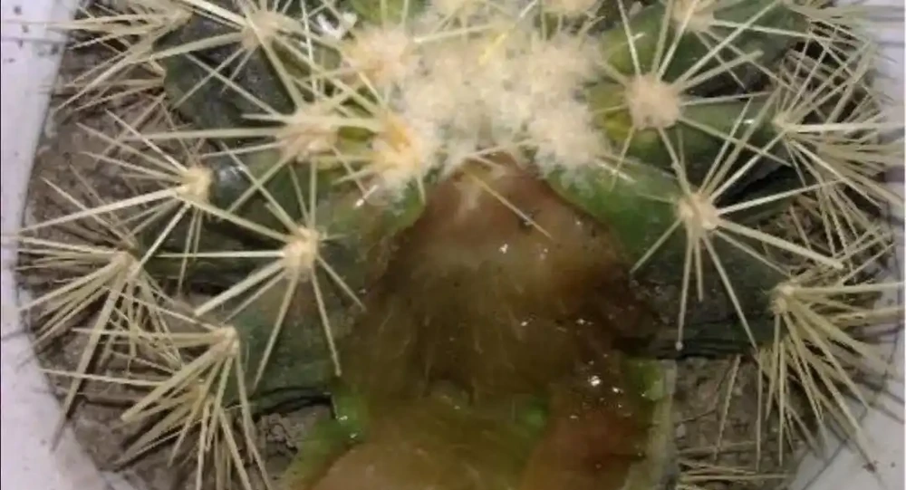 仙人掌球發生腐爛,別急著扔掉,經過這樣處理,還能把它治癒