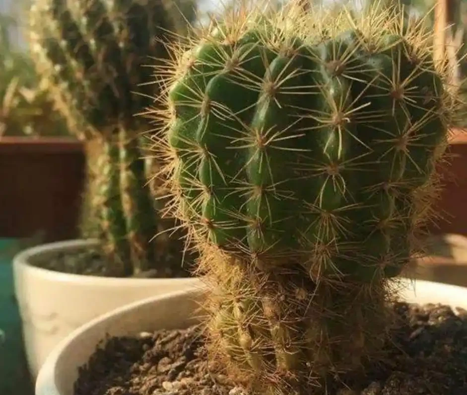 仙人掌球發生腐爛,別急著扔掉,經過這樣處理,還能把它治癒