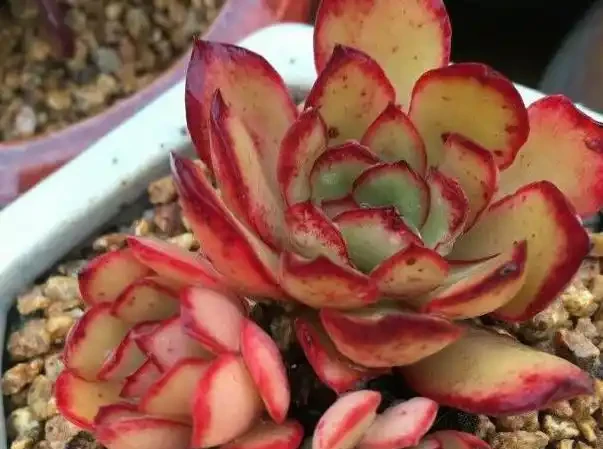 用石頭給多肉植物鋪面,是為了漂亮?不!它的存在真不簡單