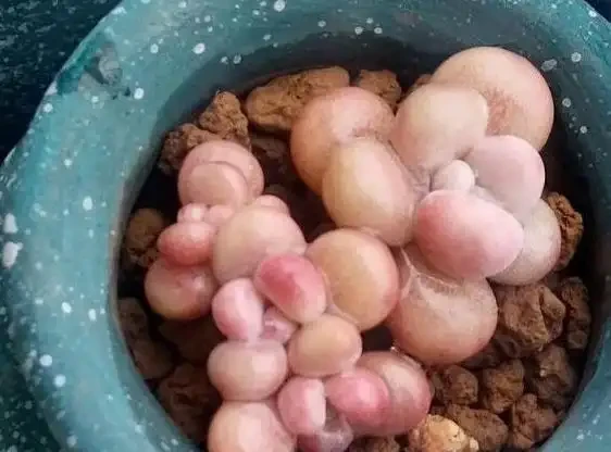 用石頭給多肉植物鋪面,是為了漂亮?不!它的存在真不簡單