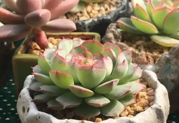 用石頭給多肉植物鋪面,是為了漂亮?不!它的存在真不簡單