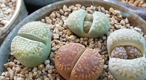 用石頭給多肉植物鋪面,是為了漂亮?不!它的存在真不簡單