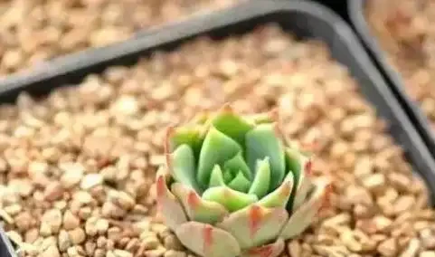 用石頭給多肉植物鋪面,是為了漂亮?不!它的存在真不簡單
