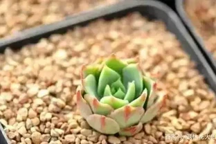 用石頭給多肉植物鋪面，是為了漂亮？不！它的存在真不簡單