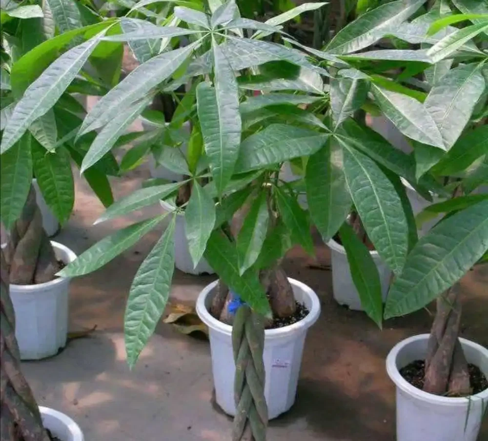養發財樹，出現黃葉現象，多有3個原因造成，應及時解決