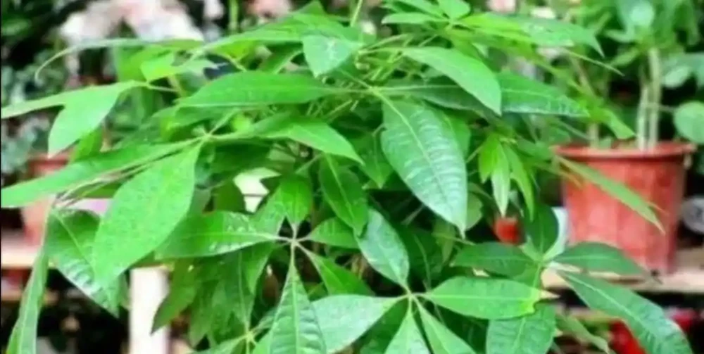 養發財樹，出現黃葉現象，多有3個原因造成，應及時解決