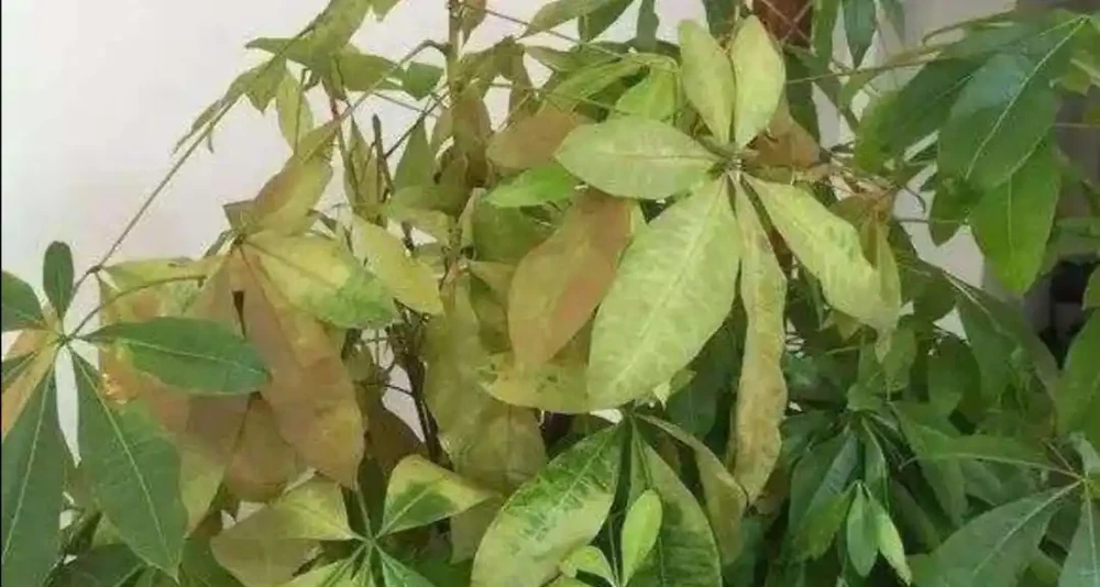 養發財樹，出現黃葉現象，多有3個原因造成，應及時解決